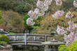 Japanese garden in spring with weeping cherry blossoms