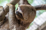 Fototapeta  - Sloth Brown-throated, slow animal (Bradypus variegatus) Animal face close up