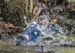 Blue jay bathing in a stream in central park