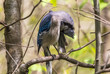 Blue Jay preening on a branch