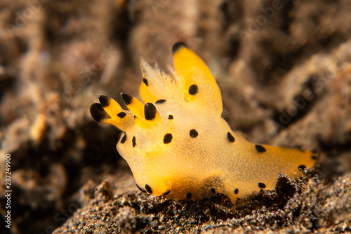 Fotomural Pikachu nudibranch underwater snail