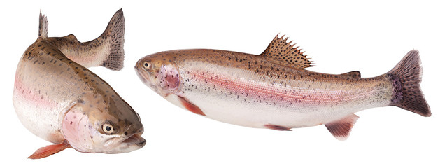 rainbow trout, clipping path, isolated on white background, full depth of field