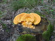 Żółty grzyb rosnący na pniu drzewa