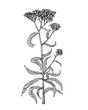 Branch with flowers of wild plant Achillea (also known as sweet yarrow, field hops, English mace or fernleaf yarrow). Black and white outline illustration hand drawn work isolated on white background.