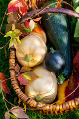 Wall Mural - fresh autumn vegetables in a basket