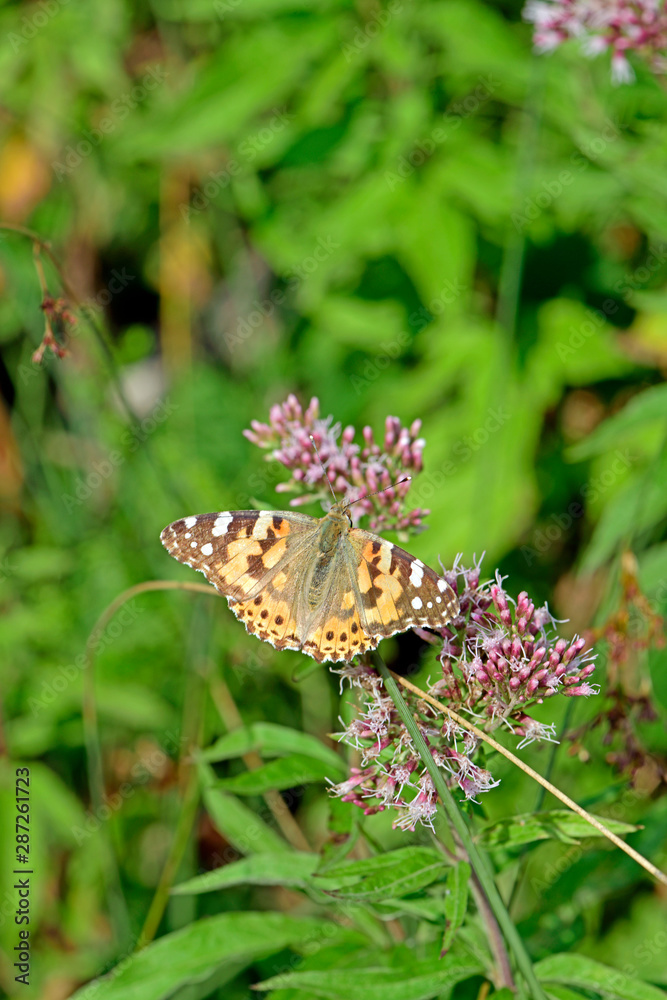 Distelfalter (Vanessa cardui) auf der Blüte eines Wasserdost ...