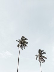 Lonely two tropical exotic coconut palm trees against big blue sky. Neutral minimal background. Summer and travel concept on Phuket, Thailand.