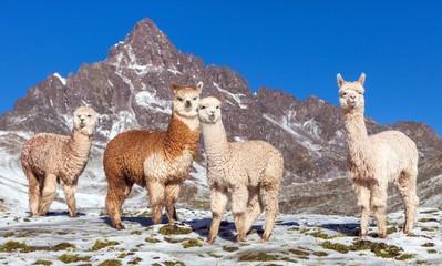 Canvas Print - llama or lama, Andes mountains,