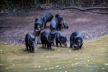 Collared Peccaries Or Javelina. Collared Peccaries Are Pig-like Animals That Inhabit The Deserts.