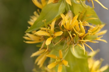 Wall Mural - Great yellow gentian, Gentiana lutea.