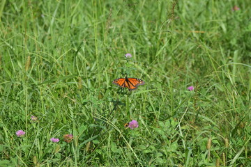 Wall Mural - Monarch Butterfly