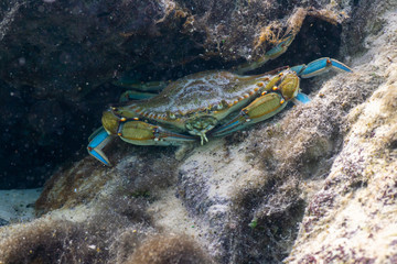 Wall Mural - A wary Blue Crab (Callinectes sapidus) scours the bottom of a sandy beach in shallow water searching for food. The Blue Crab is economically important along the east coast of the U.S.