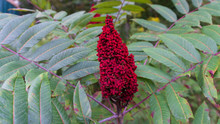 Wild Staghorn Sumac Berries In The Late Summer