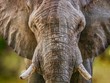 A close-up portrait of a large African elephant (latin - Loxodonta) looking directly at the camera as it walks closer, creating some motion blur as it flaps its ears.