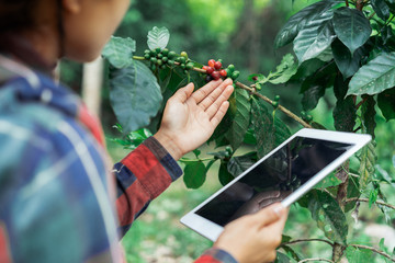 Young asian modern farmer using digital tablet and examining ripe coffee beans at coffee field plantation. Modern technology application in agricultural growing activity concept