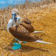 A couple of Blue Footed Boobies (sula nebouxii) hugging each other during their mating dance on Espanola Island, Galapagos Islands National Park, Ecuador.
