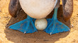 A blue footed booby (Sula nebouxii) with egg during the reproduction and nesting season, Espanola Island, Galapagos national park, Ecuador.