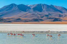 Landscape Photograph With A Few Hundred James And Chilean Flamingos In The Canapa Lagoon In The Andes Mountain Range Near The Uyuni Salt Flat, Bolivia.