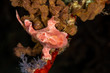 © GeraldRobertFischer - Frogfishes are any member of the anglerfish family Antennariidae, of the order Lophiiformes