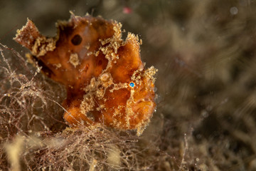 Frogfishes are any member of the anglerfish family Antennariidae, of the order Lophiiformes