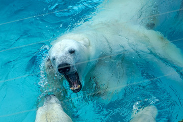 Wall Mural - Polar bear at the zoo. An animal in captivity. Northern Bear