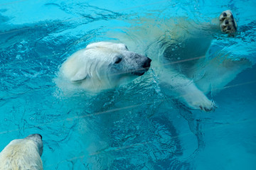 Wall Mural - Polar bear at the zoo. An animal in captivity. Northern Bear