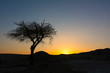 Lonely Tree Black Silhouette Africa Savanna Nature Sunset Landscape Vew Background Backdrop