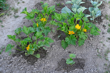 Wall Mural - Yellow pumpkin flowers and green leaves.