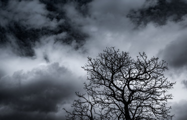 Wall Mural - Silhouette dead tree and branch on grey sky background. Black branches of tree. Nature texture background. Art background for sad, dead, lonely, hopeless, and despair. Halloween day background.