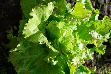 Canvas Print - Detail of fresh green leaves of organic lettuce in the field.