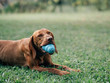 Hungarian vizsla. Young Hungarian pointer dog outdoor.
