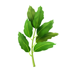 Wall Mural - Realistic fresh bay leaf herb. Isolated flat vector element for advertising placard or banner. Vector illustration on white isolated background