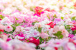 © YuiYuize - Vinca rosea flowers blossom in the garden, foliage variety of colors flowers, selective focus