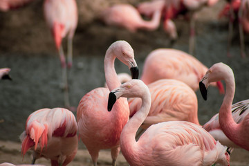 Wall Mural - flamant rose