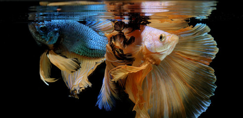 Siamese fighting fish betta action movement