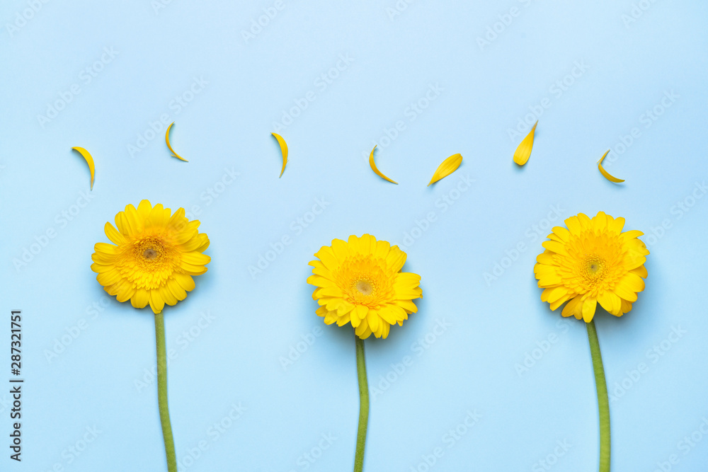 Beautiful gerbera flowers on color background