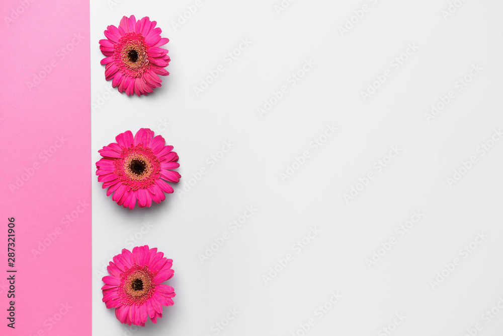 Beautiful gerbera flowers on color background