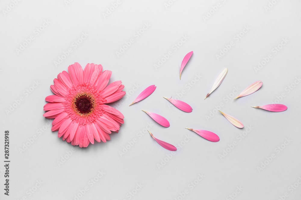 Beautiful gerbera flower on light background