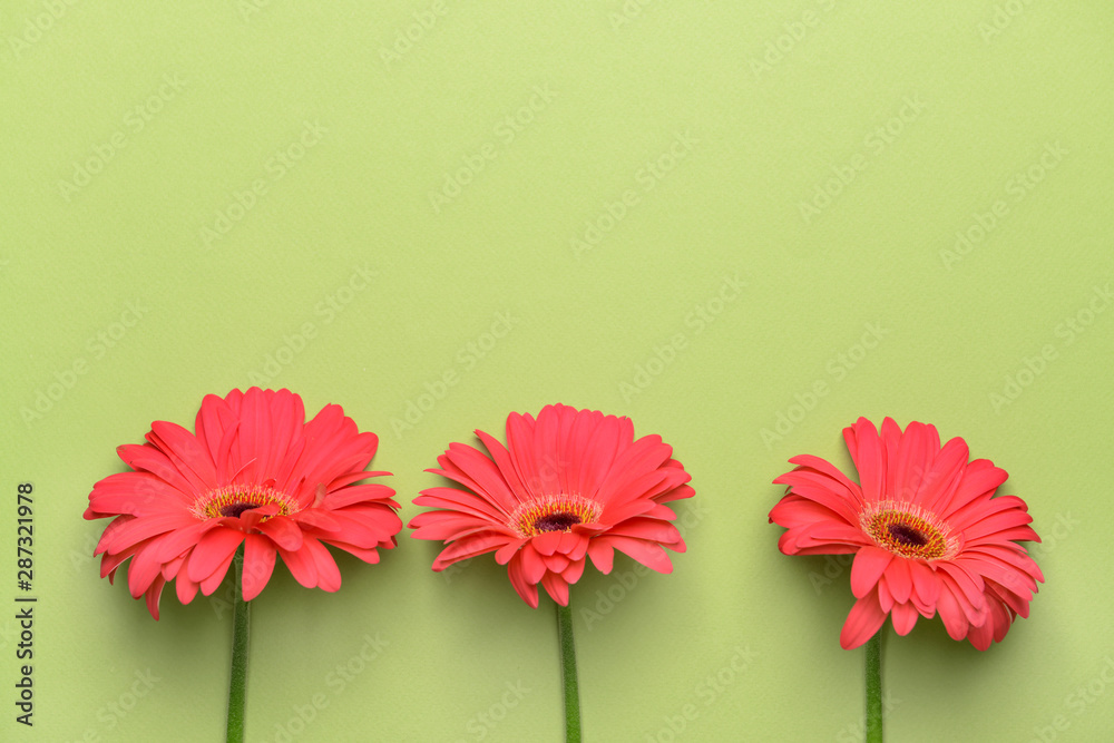 Beautiful gerbera flowers on color background