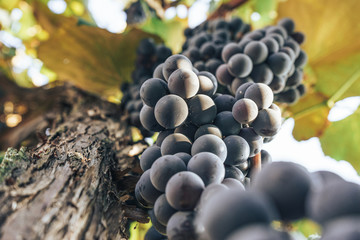 Poster - Bunch of blue grapes on a growing grapevine background.
