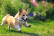 funny puppy dog red Corgi fun runs on green meadow sticking out language and raising paws