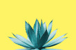 Agave Plant in Blue Tone Color on Yellow Background Colorful Design Image