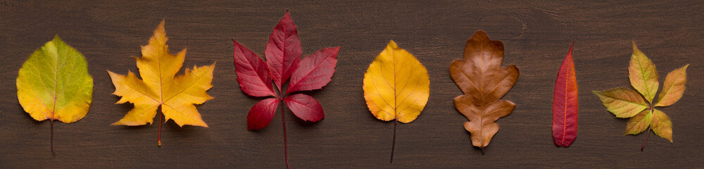 Poster - Set of different dried leaves on wooden background