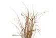 © dule964 - Dry, withered grass isolated on white background with clipping path