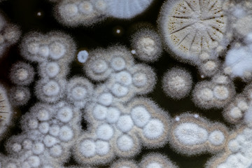 Wall Mural - Backgrounds of Characteristics and Different shaped Colony of Bacteria and Mold growing on agar plates from Soil samples for education in Microbiology laboratory.