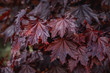 Crimson king maple leafage. Close-up