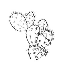 Cactus With Flowers Sketch, Black Contour Isolated On White Background. Simple Ornament, Can Be Used For Card Banner Template. Vector