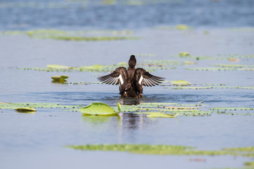 Wall Mural - ferruginous pochard, aythya nyroca