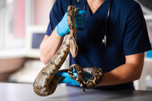 Close-up Of Snake In Hands Of Caring Vet.