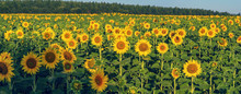 Field Of Sunflower Flowers Illuminated By The Morning Sun